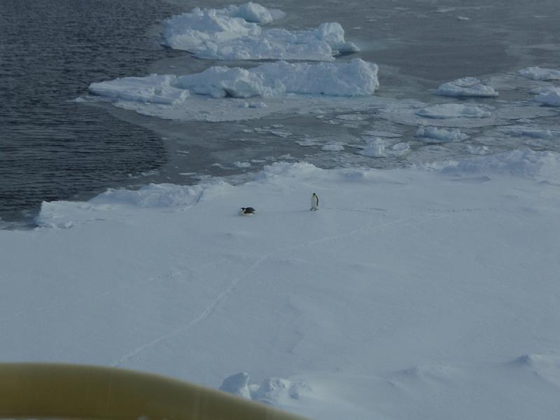 Penguins next to a lead in front of the ship.JPG